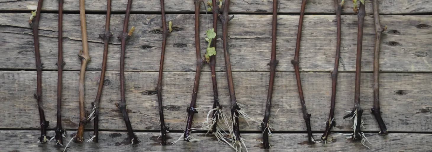 Вегетативне розмноження винограду: живці, відводки та зелені пагони