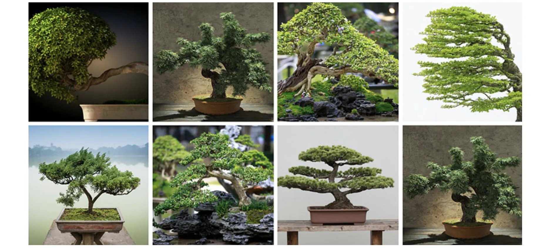 Мистецтво бонсай: стилі, рослини та догляд у домашніх умовах
