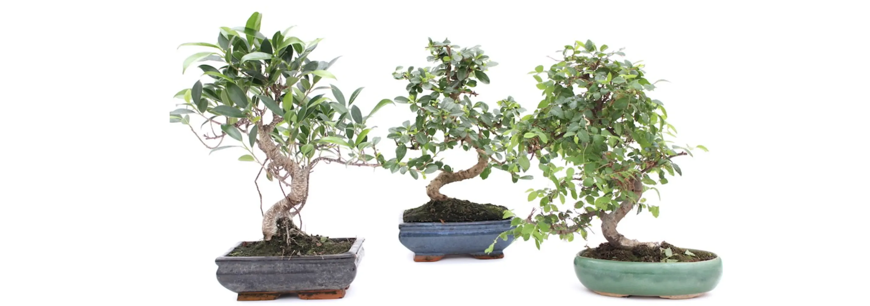 Мистецтво бонсай: стилі, рослини та догляд у домашніх умовах